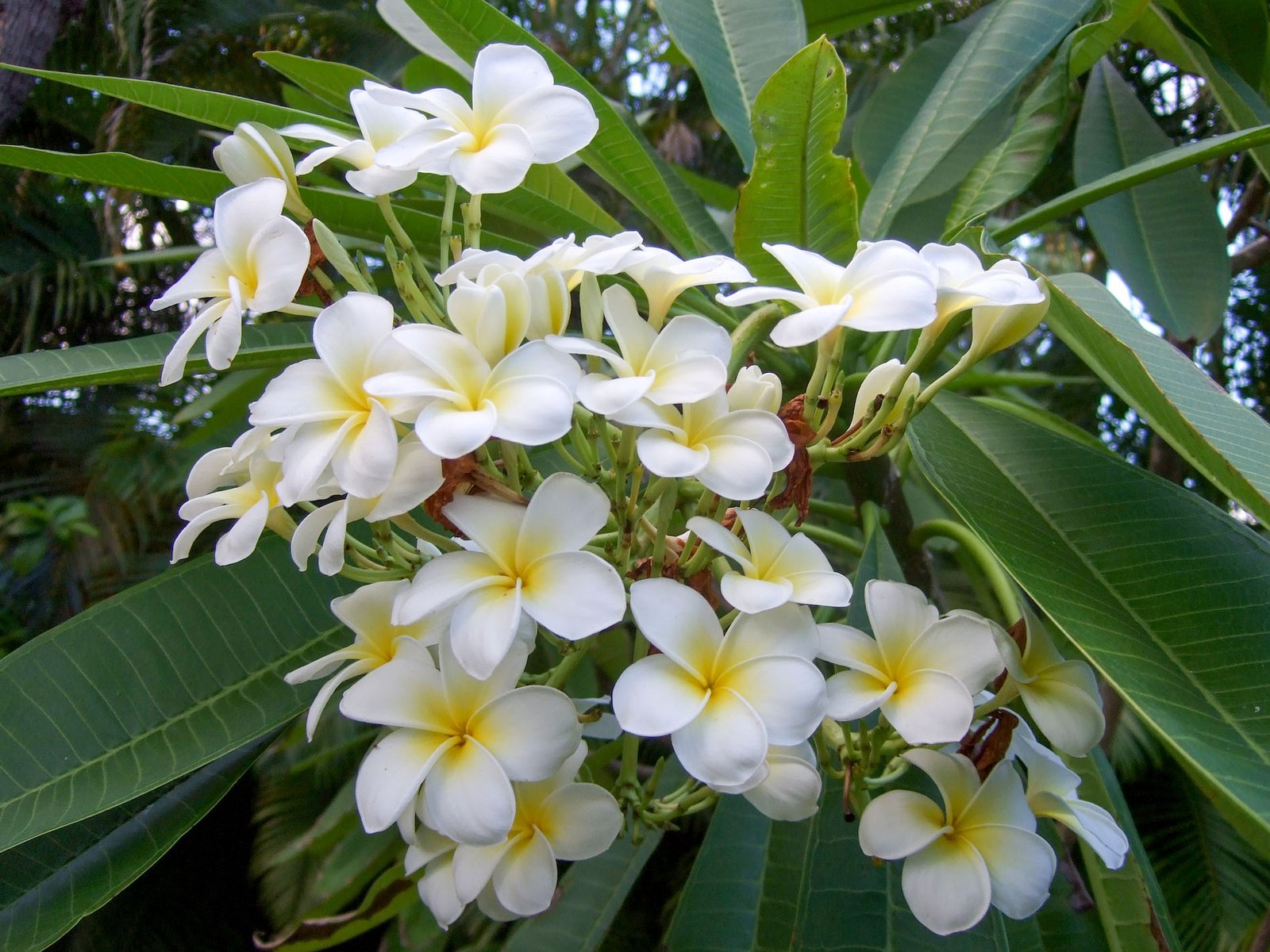 Cuba Flowers